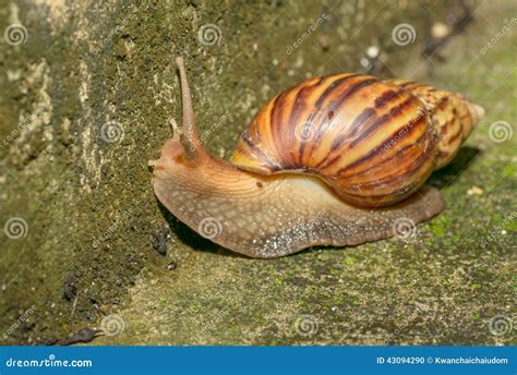 snail walk  concrete floor stock photo image