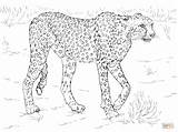 Coloring Pages Cheetah Animal Printable Leopard Animals Safari Snow Baby Realistic African Color Print Drawing Cute Running Jungle Getcolorings Line sketch template