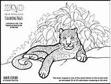 Leopard Amur Coloring 36kb 467px sketch template