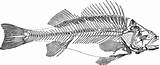 Skelett Knochenfische Skeleton Knochenfisch Fische Knochen ähnelt Sich Haben Arten Tierlexikon sketch template