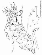 Squid Coloring Pages Print Sea Getcolorings sketch template
