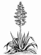 Agave Agavaceae Americana Agaves Mezcal Cactus Desierto Wild sketch template