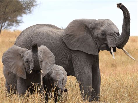 elephants    noses  earth science aaas