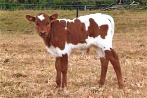 method  lets  decide     bull  heifer calf
