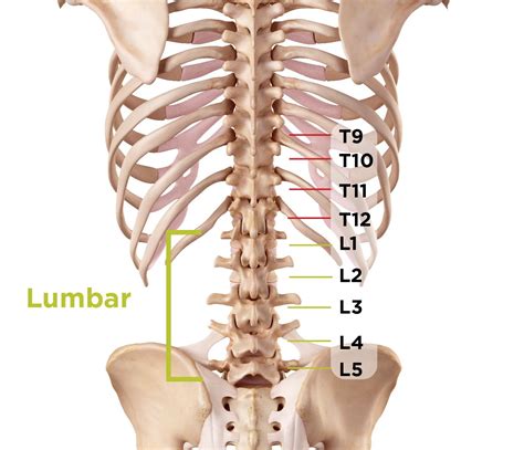 lumbar spondylolisthesis spinal stenosis lumbar spinal stenosis stenosis
