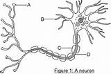 Neuron Neurones Neurotransmitters Gap Passing Diffuse Cell sketch template