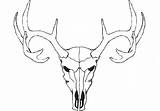Deer Skull Head Vector Elk Sketch Antler Moose Drawing Coloring Template Drawings Pages Doe Outline Line Simple Sketches Cliff Drawn sketch template