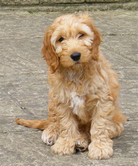 Cockapoo Adults Pictures