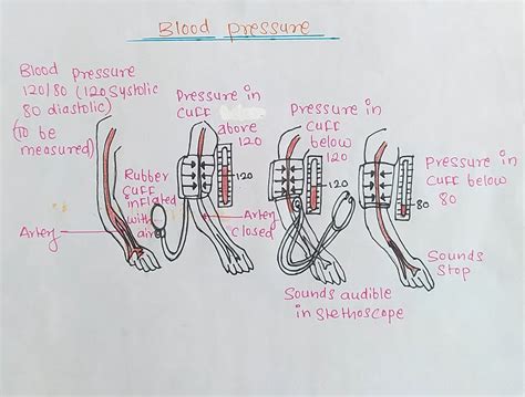 labelled diagram  blood pressure