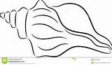 Conch Drawing Shell Paintingvalley sketch template
