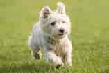 Billedresultat for West Highland White Terrier. størrelse: 157 x 106. Kilde: www.britannica.com