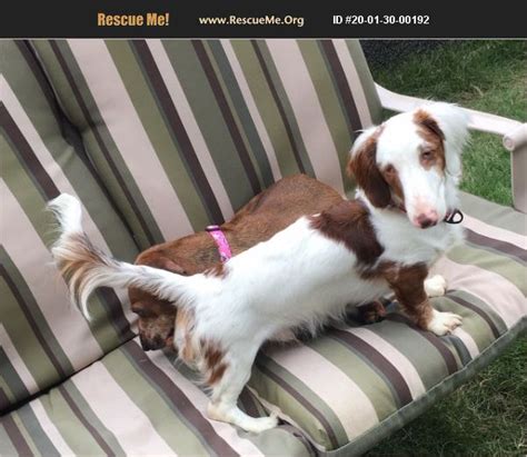 adopt 20013000192 ~ dachshund rescue ~ raleigh nc