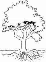Coloring Roots Tree Pages Trees Drawing Giraffe Template Getdrawings sketch template