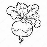 Turnip Coloring Vegetables Book Vector Stock Depositphotos sketch template