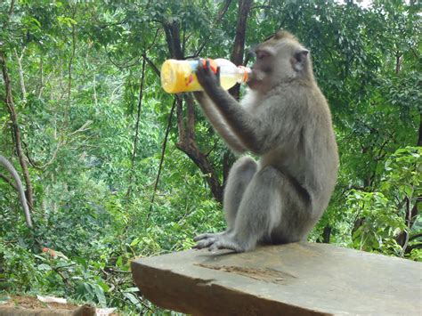 Monyet Minum Minute Maid Pulpy ~ Jalan Jalan Makan Makan