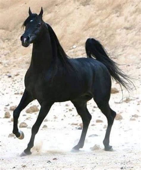 pin  shelley  arabian horse   beautiful arabian