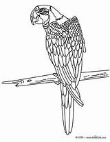 Macaw Coloring Pages Para Colorear Papagayo Dibujos Dibujo Hellokids Print Bird Parrot Pintar Color Dibujar Aves Guacamaya Online Sheet Animal sketch template