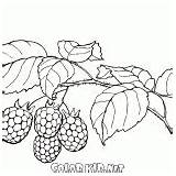 Colorare Raspberries Colorkid Frambuesas Berries Lamponi Baies Framboises Maliny Przyroda Framboesas Bagas Bacche Urogallo Coloriages sketch template