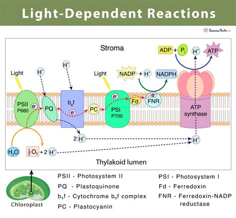 light dependent reaction definition diagrams  products