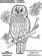 Owl Coloring Burrowing Barred Pages Sheet Sheets Designlooter Great Horned Bird Drawings 35kb 768px Choose Board sketch template