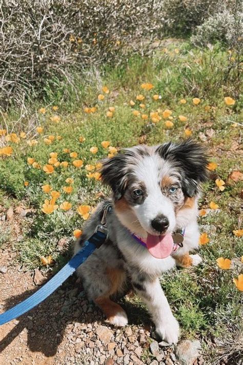 When Is A Mini Aussie Full Grown Size And Age Fully Grown Puptraveller