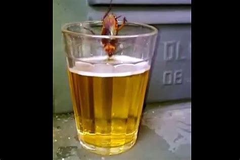 thirsty cockroach guzzles a beer turns our stomachs