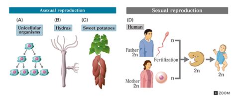what is one advantage of sexual reproduction over asexual