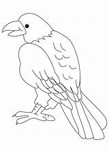 Prey Birds Coloring Pages Bird Getcolorings Printable sketch template