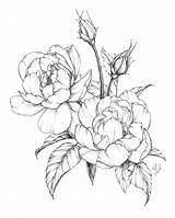 Flower Drawings Peony Botanical Spring Flowers Coloring Illustration Pages Drawing Line Sketches Shading Large Floral Sketch Roses Rose Ink Katrina sketch template
