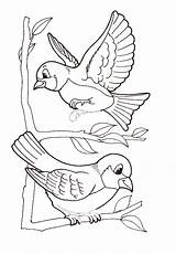 Pajaros Aves sketch template