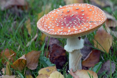 There Is A Type Of Fungus That Can Instantly Induce