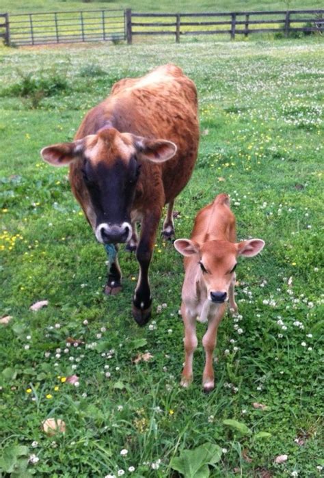 friends miniature jersey   babybeautiful farm animals cattle miniature cattle