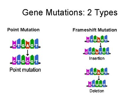human genetic mutations 2 main types of mutations