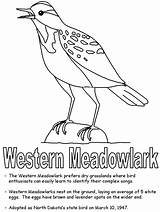 State Montana Oregon Nebraska Wyoming Bird Meadowlark Symbols Geography Coloring Western Printables Ws Kidzone Usa Hard Print Northdakota sketch template
