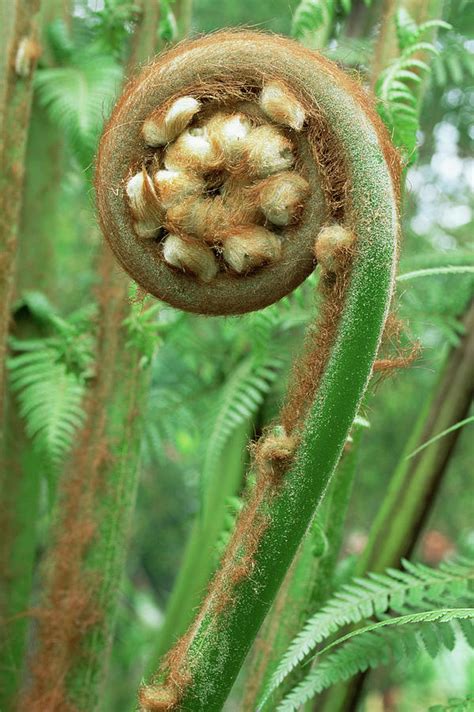 tree fern dicksonia antarctica photograph by royal