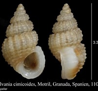 Afbeeldingsresultaten voor Alvania cimicoides. Grootte: 201 x 185. Bron: www.marinespecies.org
