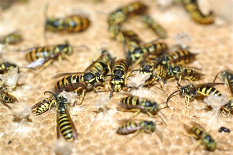 yellow jacket nests needed  campus research news center