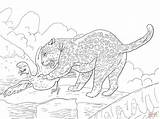 Colorare Giaguaro Jaguar Disegno Supercoloring sketch template