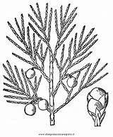 Ginepro Disegno Juniperus Colorare Horizontalis Disegnidacoloraregratis sketch template