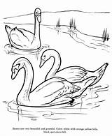 Angsa Sketsa Swan Berpasangan Hewan Honkingdonkey Mewarnai Bird sketch template