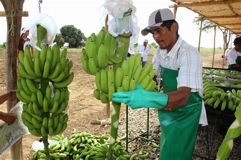 directo  sin rodeos continua el impulso  la produccion de banano