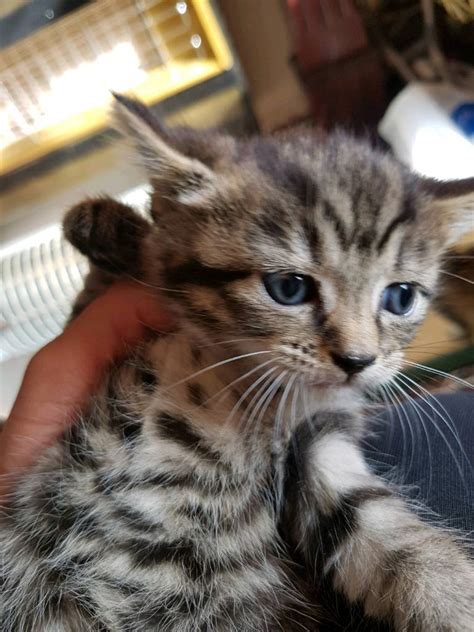 Half Bengal Female Kitten Ready To Reserve In Yardley Wood West
