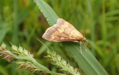 mating secrets uncovered  european corn borer moths earthcom