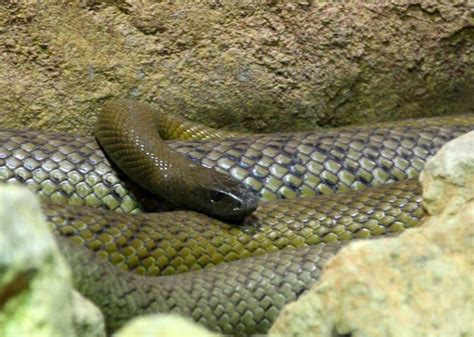 taipan snake learn  nature