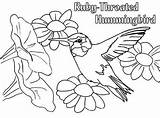 Coloring Hummingbird Throated Pages Bird Humming Ruby Nectar Eat Beauty Flower Getdrawings Getcolorings sketch template