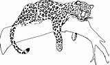 Giaguaro Jaguars Raskrasil Getcolorings sketch template