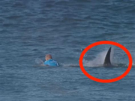 Australian Surfer Attacked By Shark Business Insider