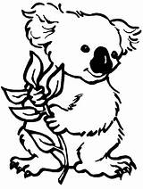 Koala Urs Colorat Planse Desene sketch template