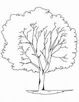 Coloring Tree Acacia Elegant Printable Pages Getdrawings sketch template