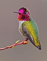 Risultato immagine per colibrì di Anna. Dimensioni: 155 x 200. Fonte: www.birdnote.org